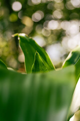green leaf with water drops