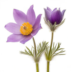 violet flowers isolated on white background
