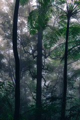 morning in the forest