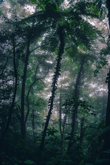 morning in the woods