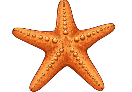 Orange Starfish Illustration:  Ocean Life, Marine Animal, Beach Theme