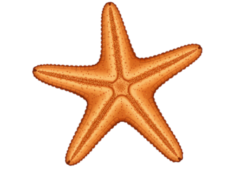 Detailed Illustration of a Starfish: Anatomy and Characteristics