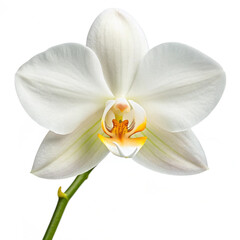 white orchid isolated on black