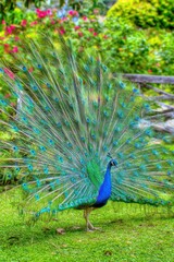 Obraz premium Peacock displaying colorful tail feathers