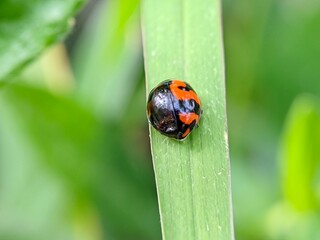 Macro Photo of Ladybug Coccinellidae