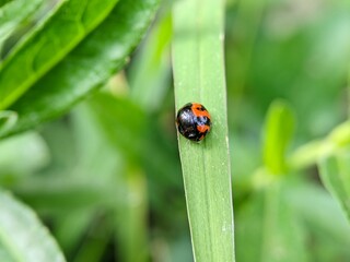 Macro Photo of Ladybug Coccinellidae