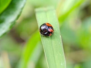 Macro Photo of Ladybug Coccinellidae