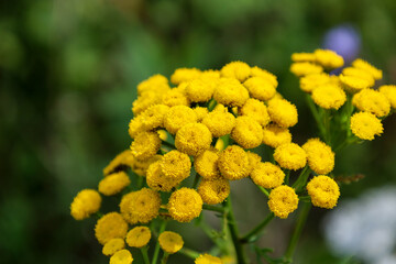 Yellow tansy flowers with small, rounded inflorescences on a green blurred background. A bright field flower at dawn.