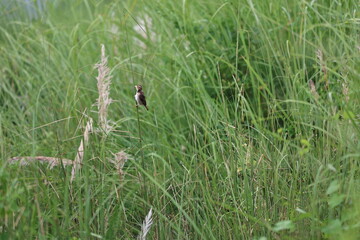 Small bird on tree