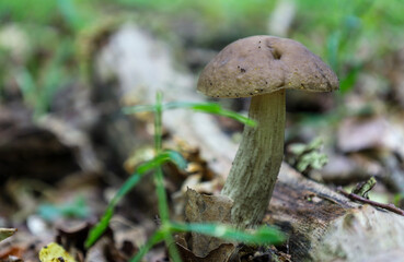 ​A single mushroom with a dark cap grows on the forest floor, surrounded by fallen leaves and blades of grass.