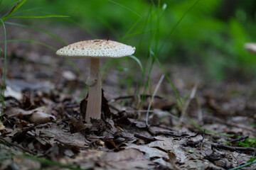 A pretty patterned mushroom grows on the forest floor, surrounded by dry leaves and blades of grass. This macro shot focuses on the delicate beauty of woodland life, set against a blurred green backdr