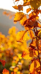 Autumn leaves bathed in sunlight