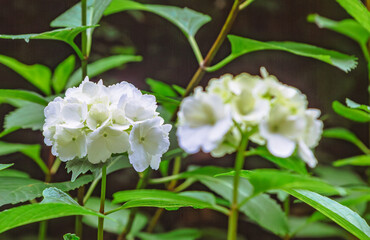 アジサイの小径　アジサイの花ー73