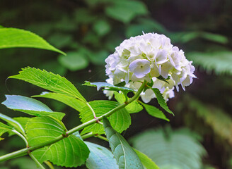アジサイの小径　アジサイの花ー67