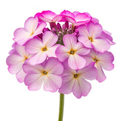 pink flower isolated on white