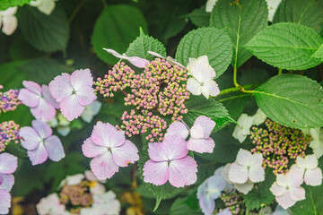 アジサイの小径　アジサイの花ー48