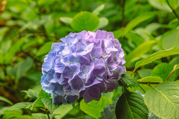 アジサイの小径　アジサイの花ー45