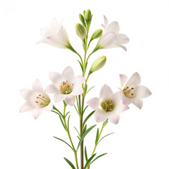 bouquet of flowers