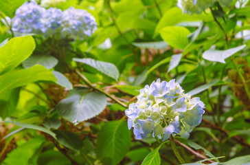 アジサイの小径　アジサイの花ー34