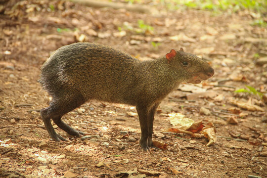 Guatin, mam&iacute;fero y roedor americano.