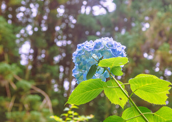 アジサイの小径　アジサイの花ー13