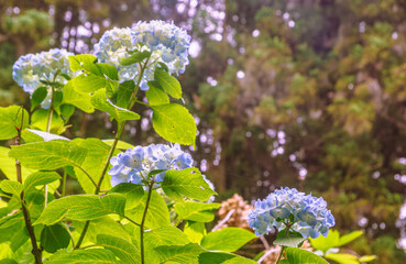 アジサイの小径　アジサイの花ー20