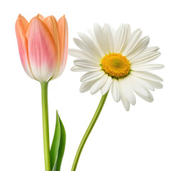 orange flower isolated on white