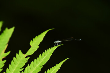 シダの葉っぱにモノサシトンボ © mayudama