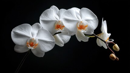White Orchids with Water Droplets on Black Background