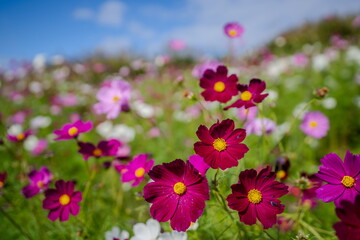 色とりどりのコスモス畑