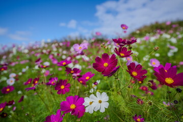 色とりどりのコスモス畑