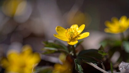 Close-up of a vibrant yellow flower in a sunlit woodland setting