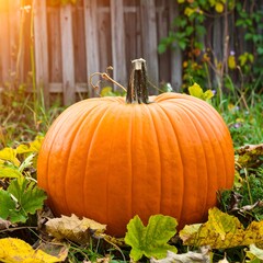 Large orange pumpkin rests in autumn leaves by weathered wooden fence