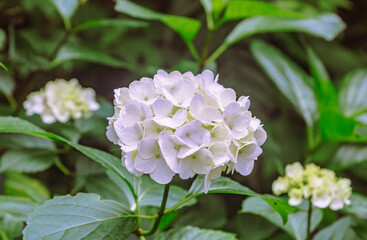 アジサイの小径　アジサイの花2ー