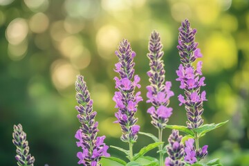 Obraz premium Close-up of vibrant purple wildflowers in sunlight