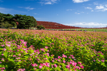 花満開の秋のそば畑