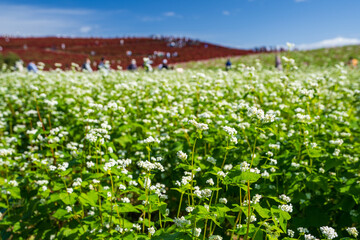 花満開の秋のそば畑