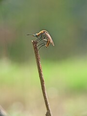 The picture shows a flies from the genus Toxophora, most likely to be toxophora fasciculata. 