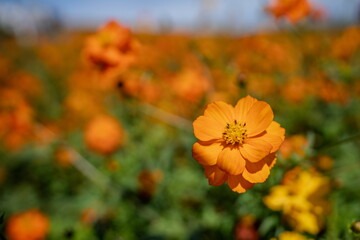 黄色に染まる秋のキバナコスモス畑