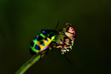 Two Jewel Bugs (Chrysocoris stolli) on Green Leaf Macro in Bangladesh