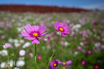 秋を彩るコスモスとコキアの紅葉