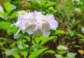アジサイの小径　アイスベアの花2