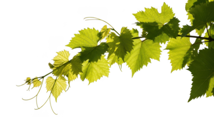 Vibrant green grape leaves illuminated by sunlight on a dark background isolated on transparent background