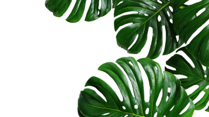 Lush green monstera leaves frame a transparent background