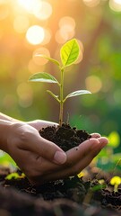 Hands holding a small plant in dirt, with sunlight filtering through the blurred green foliage in the background, symbolizing growth
