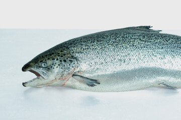 seefood