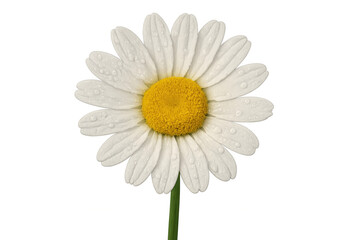 Close-up of a white daisy flower with water drops, isolated on a transparent background, perfect for nature-themed projects
