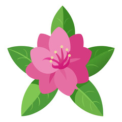  rhododendron macrophyllum flower vector on white  background