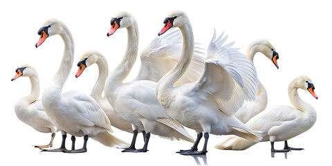 Obraz premium png, ai generated