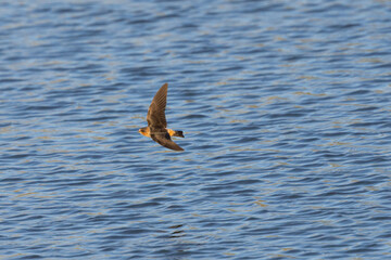 Barn swallow flying  over water